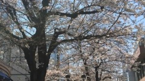 自由が丘 マリクレール通りの桜 2017！