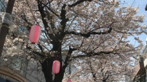 自由が丘 マリクレール通りの桜！